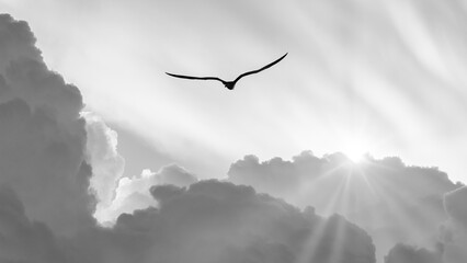 Bird Flying Divine Inspiration Hope Faith Freedom Ethereal Heaven Angel Soaring Sunset Black And...