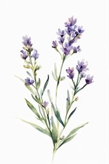 Naklejka premium Minimalist Watercolor Purple Wildflowers, Lavender