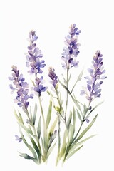 Naklejka premium Minimalist Watercolor Purple Wildflowers, Lavender
