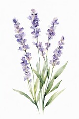 Minimalist Watercolor Purple Wildflowers, Lavender