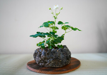Odamaki, Bonsai, Hobbies, Plants,