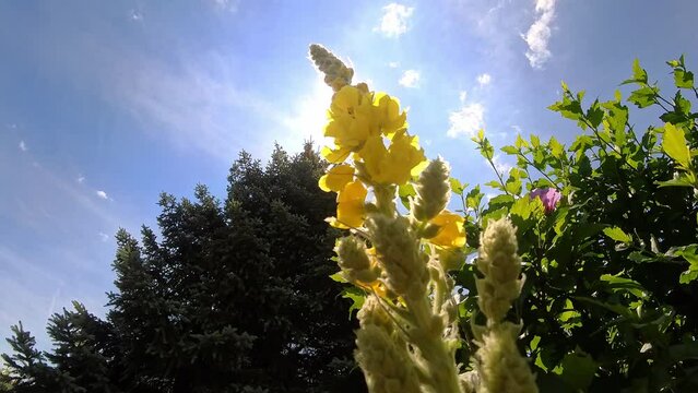 prachtvoll bl&uuml;hende gelbe K&ouml;nigskerze vor blauem Himmel mit Sonnenschein
