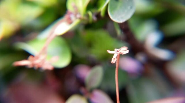 Close up macro photo of green leaves with blurred nature background