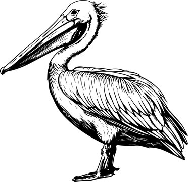 recommend clip art: Pelican drawing clipart design illustration