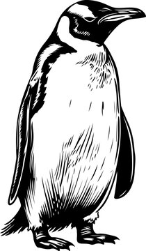 recommend clip art: Penguin drawing clipart design illustration