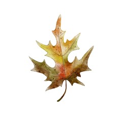 Naklejka premium Maple leaf autumn watercolor illustration, for Thanksgiving, Harvest Festival decor, postcard
