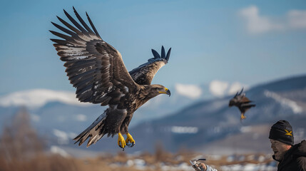 Obraz premium Rehabilitated eagle released into wild