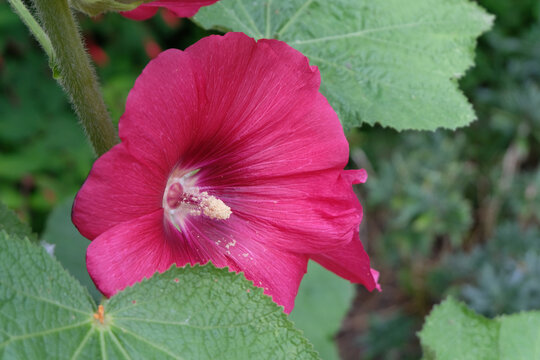 Fleur de rose tr&eacute;mi&egrave;re en &eacute;t&eacute; en gros plan