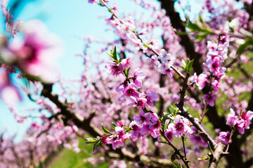 Fototapeta premium Blooming peach trees in spring