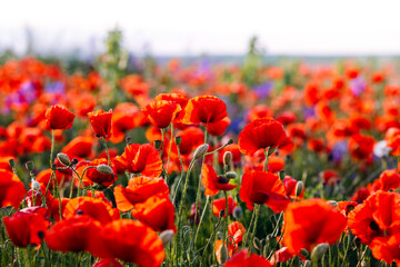 Obraz premium Magical bloom of red poppies in a spring meadow against the sun.