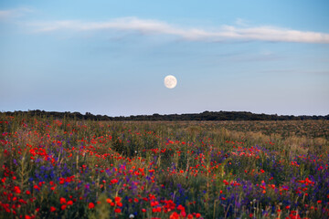 A glowing full moon rises in the twilight sky over on a rustic field with flowers.
