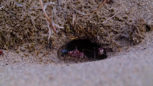 Red ants digging in the sand