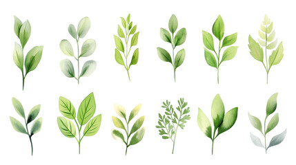 A series of green leaves are painted in watercolor isolated on a transparent background