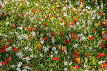 Exotic varieties of blooming flowers. Ipheion, Iris, Muscari, Narcissus, Tulipa