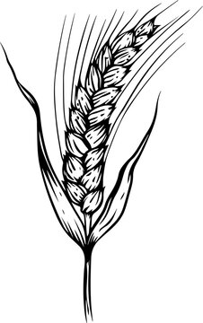 recommend clip art: Wheat ear drawing clipart design illustration