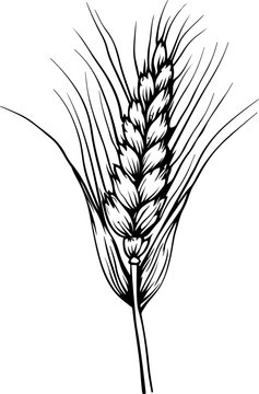 recommend clip art: Wheat ear drawing clipart design illustration