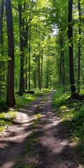 Obraz premium The sun shines through the trees in the forest