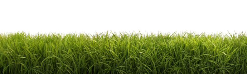 Fototapeta premium PNG Big grass field backgrounds outdoors nature.