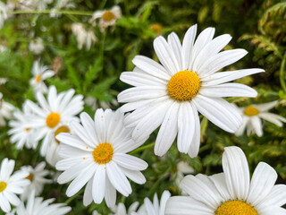 PLANTAS CON FLOR. LAS FLORES TIENEN PÉTALOS DE COLOR BLANCO. FLORES FRESCAS. IN SITU. 