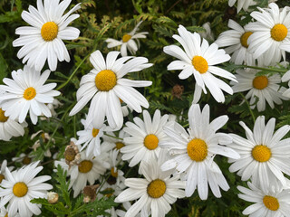 Fototapeta premium PLANTAS CON FLOR. LAS FLORES TIENEN PÉTALOS DE COLOR BLANCO. FLORES FRESCAS. IN SITU. 