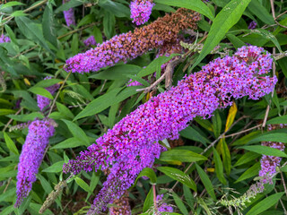 PLANTAS CON FLOR. LILA. SYRINGA.