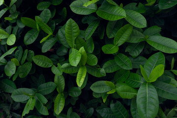 Tropical green leaf texture background
