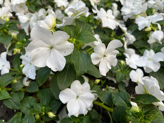 PLANTA ORNAMENTAL. FLORES BLANCAS. IMPATIENS BALSAMINA.