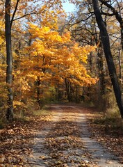 Obraz premium Fall forest path