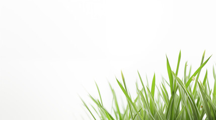 Obraz premium A close up of a green grassy area with a white background