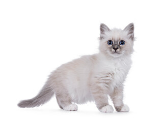 Sacred Birman cat kitten standing side ways. Looking straight forward to lens with piercing breed typical blue eyes. Isolated on a white background.