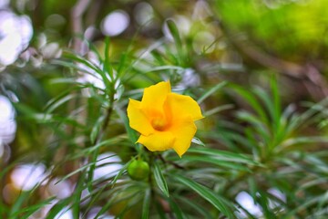 Trumpet flower or Yellow Oleander (Thevetia peruviana). Beautiful flower blooming in sunny garden,...