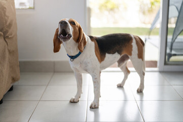 Beagle dog bark at house