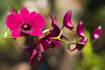 dendrobium orchid