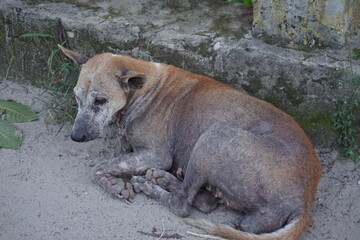 Fototapeta premium An abandoned dog with dermatitis disease on her whole body, A closeup shot of bacterial fungal infection, Atopic dermatitis in an Abandoned dog, A stray dog suffering from an itchy skin infection
