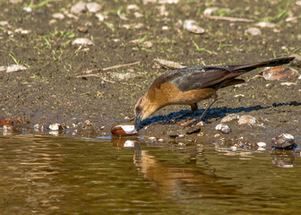 A female Boat-tailed Grackle, Quiscalus major, feeding on a mollusk. Photographed on the shoreline of a coastal uplands marsh in Cockroach Bay Nature Preserve, Ruskin, Florida.