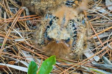 A closeup of one chick of the Chuck-will's-widow, Antrostomus carolinensis. Photographed in a ground nest in the pine understory at Cockroach Bay Preserve in Wimauma, Florida.