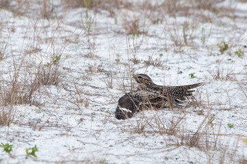 A Common Nighthawk, Chordeiles minor, parent feigns a broken wing to distract a predator away from...