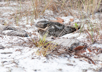 A common nighthawk, Chordeiles minor, sits on her nest on the open ground in a coastal upland. She appears to be well camouflaged by the color and pattern of her feathers.