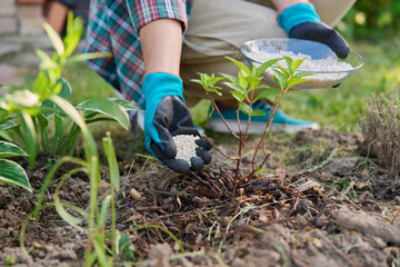 Close-up of hands with mineral fertilizers in garden on flower bed with green bushes