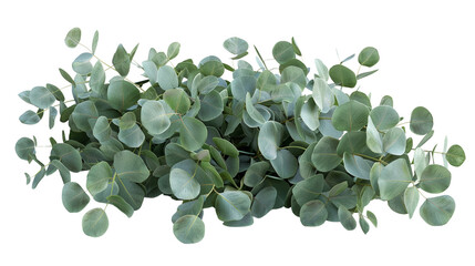 Eucalyptus leaves on a branch, isolated on white background. Nature, greenery, and botanical-themed image. png. cut out. transparent background.