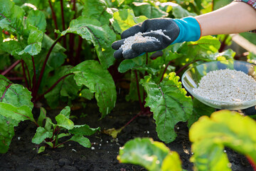 Close up of mineral fertilizers in hands, fertilizing beet plant