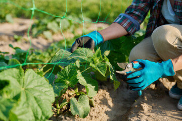 Close-up of cucumber plant and hands with pruning shears shaping plant