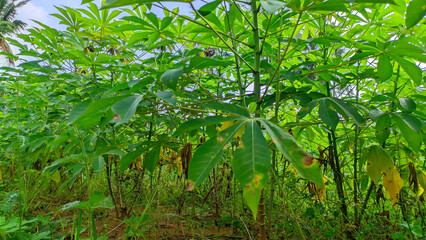 Green fresh cassava leaves agriculture plantation or the Latin name Manihot esculenta
