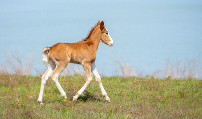 A newborn foal grazes in a meadow, eats grass, walks and frolics. Pregnant horses and foals,...
