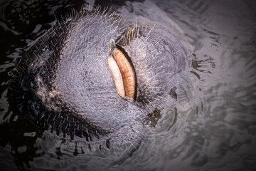 Manatees in the Water