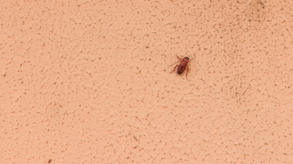 Cockroach urban pest climbing a wall in Brazil
