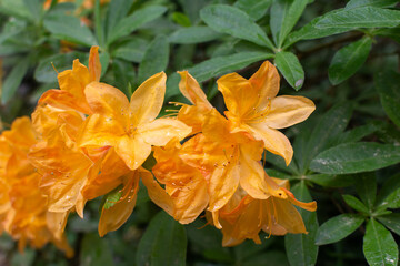 Orange full bloom flowering azaleas