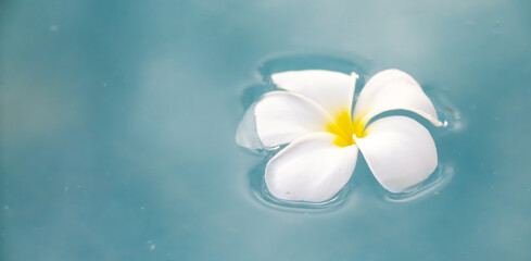 A Plumeria flower floats on the water in a pond. White tropical frangipani flower. Tropical landscape of beautiful plants and flowers. The concept of calm and tranquility.