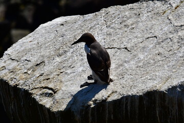 Guillemots  on the cliffs, Great Saltee Island, Kilmore Quay, Co. Wexford, Ireland