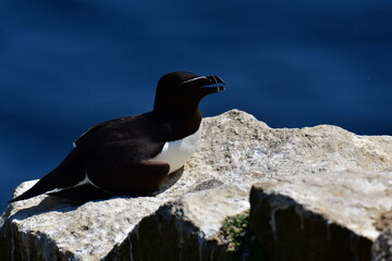 Razorbills on the cliffs, Great Saltee Island, Kilmore Quay, Co. Wexford, Ireland